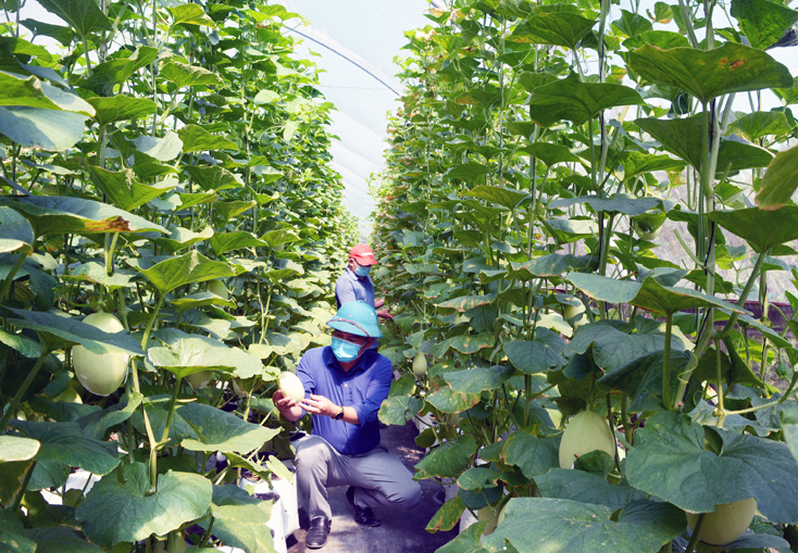 Mô hình trồng dưa lưới trong nhà màng ở thôn Tân Lộc (xã Tân Thủy, huyện Lệ Thủy) mạng lại hiệu quả tích cực. 