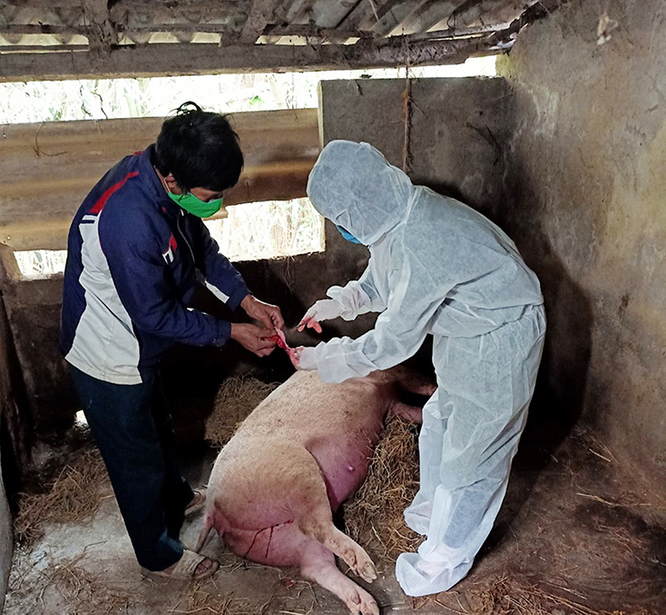 Trung tâm DVNN huyện Quảng Trạch khẩn trương lấy mẫu xét nghiệm lợn có dấu hiệu mắc bệnh DTLCP trên địa bàn.
