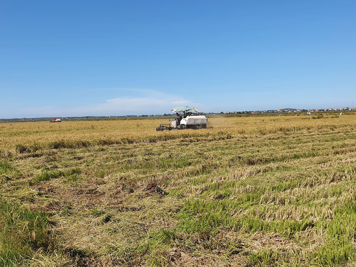 Bà con nông dân huyện Lệ Thủy đang thu hoạch lúa tái sinh năm 2021