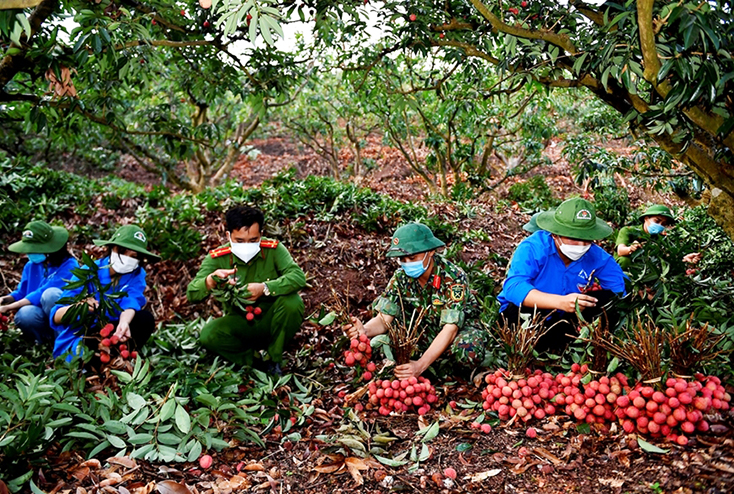 Cán bộ, chiến sĩ LLVT giúp nhân dân thu hoạch vải thiều tại Lục Ngạn, Bắc Giang. Ảnh: qdnd.vn 