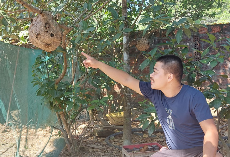 Ong vò vẽ được nhiều người dân xã Hương Hóa đưa về nuôi trong vườn nhà