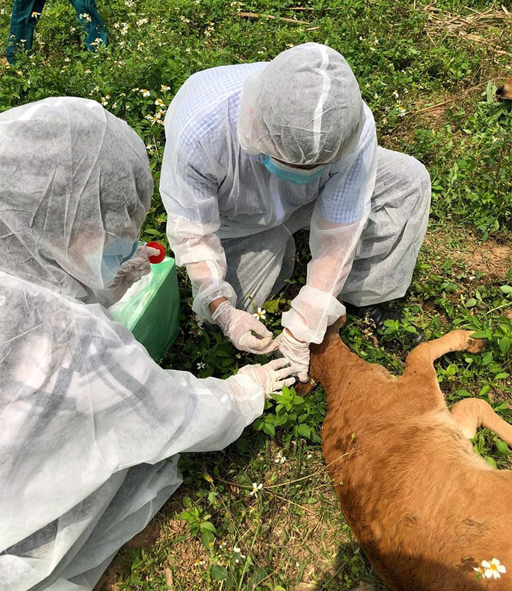 Quảng Trạch: Hoàn thành tiêm vắc-xin viêm da nổi cục đợt 1 cho đàn trâu, bò
