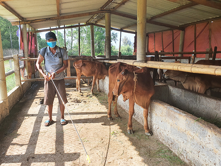 Lệ Thủy: Tập trung phòng, chống dịch bệnh cho đàn gia súc