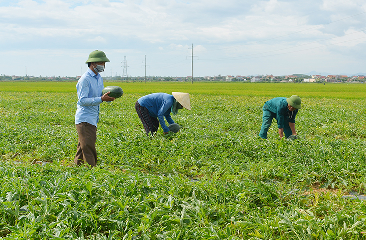 Nông dân xã Vạn Trạch đang thu hoạch dưa đỏ vụ hè-thu.
