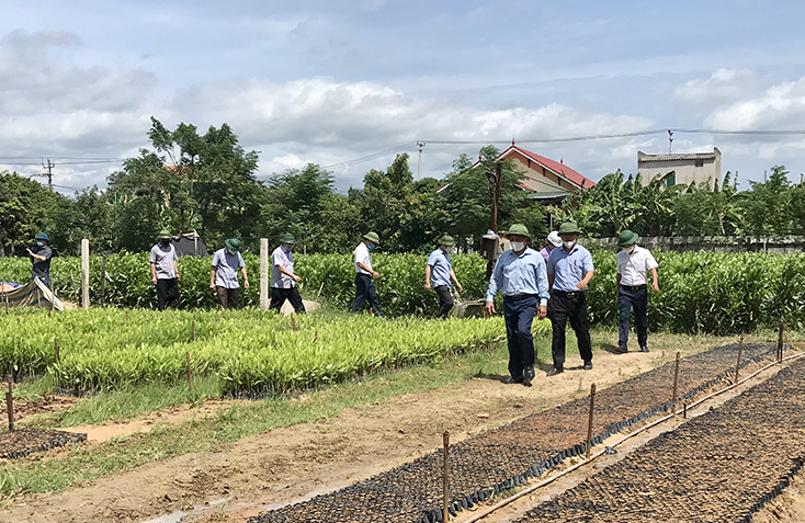 Đoàn công tác thăm, kiểm tra thực tế tình hình sản xuất tại Chi nhánh lâm trường Đồng Hới.