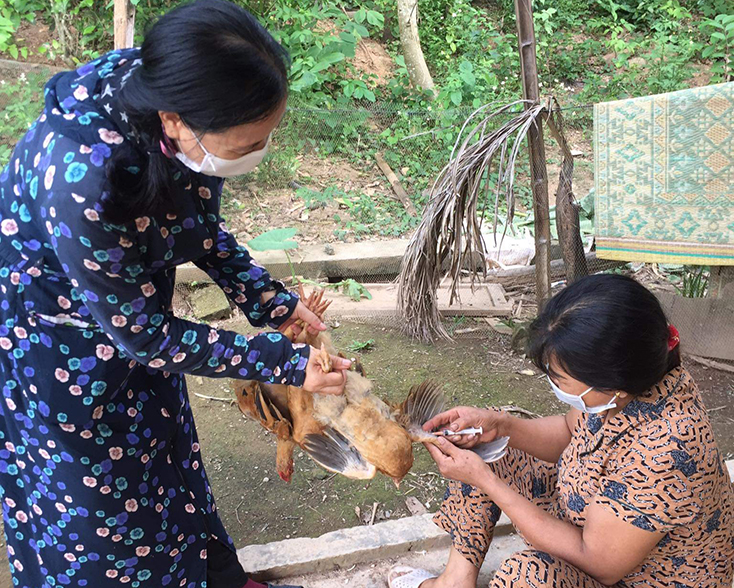 Các hộ chăn nuôi trên địa bàn xã Quảng Lưu (Quảng Trạch) chủ động tiêm vắc xin phòng bệnh CGC trên đàn gà.