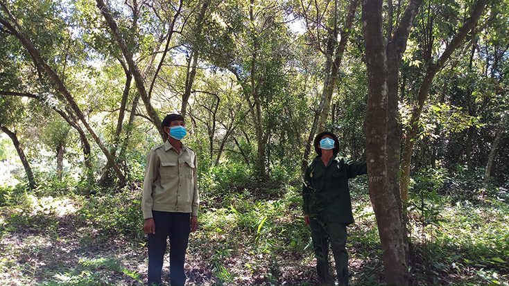 Rừng dẻ ở xã Quảng Lưu được người dân hỗ trợ bảo vệ trong hơn 30 năm qua.