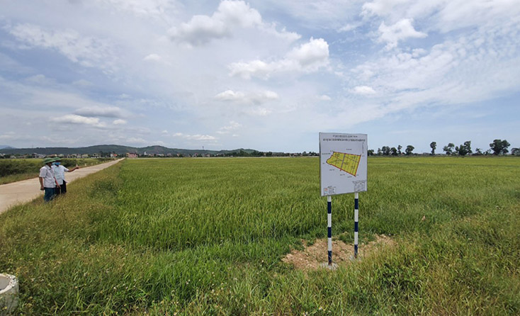 Diện tích tích bị nhiễm lúa von tập trung chủ yếu ở các cánh đồng của xã Quảng Trung, TX Ba Đồn