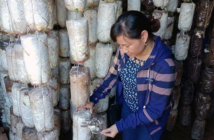 Từ ngồn vốn vay ưu đãi, nhiều hội viên phụ nữ phát triển các mô hình trồng nấm cho thu nhập cao.