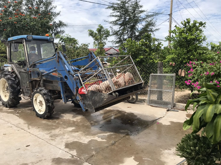 Đàn lợn mắc bệnh DTLCP tại huyện Lệ Thủy được đưa đi tiêu hủy theo quy định
