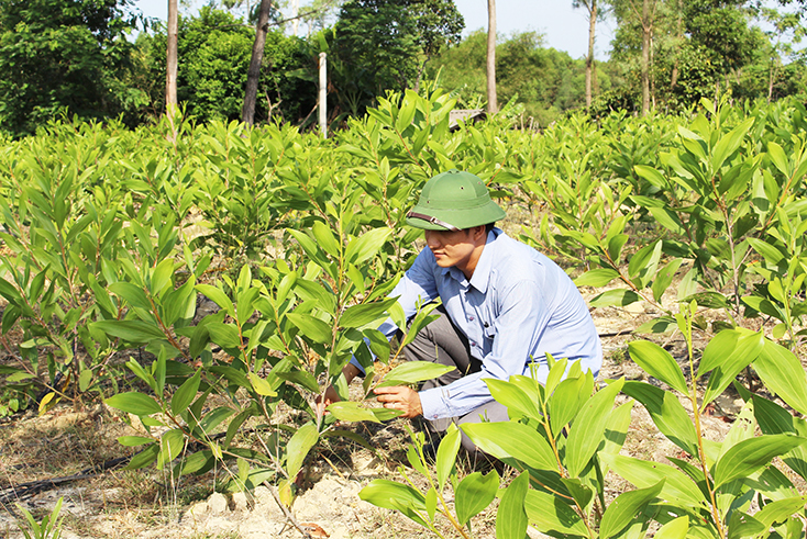 Một mô hình phát triển cây giống trồng rừng của người dân huyện Lê Thủy cho hiệu quả kinh tế cao.