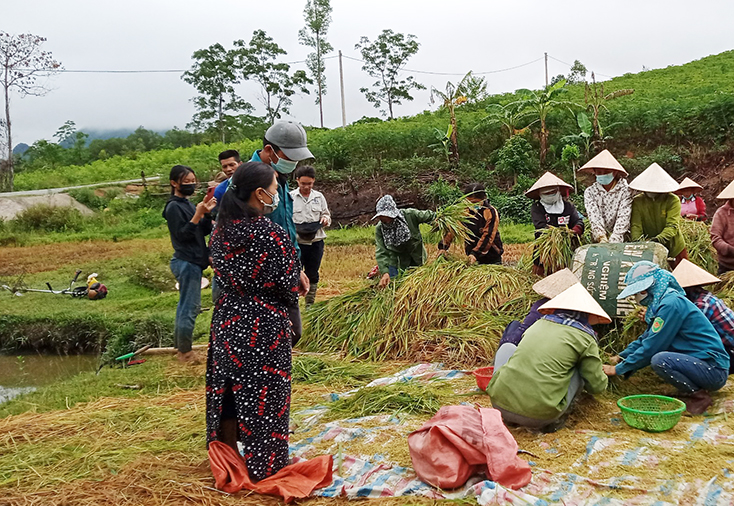 Người dân thôn Hà Trang, xã Thạch Hóa giúp gia đình anh Nguyễn Quyết thu hoạch lúa.