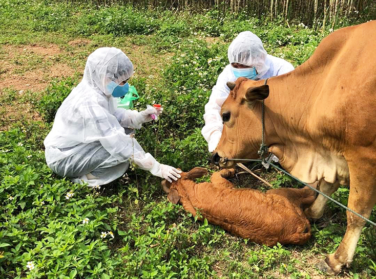 Dịch bệnh VDNC trên trâu, bò ở nhiều địa phương trên địa bàn huyện Quảng Trạch đã được khống chế.