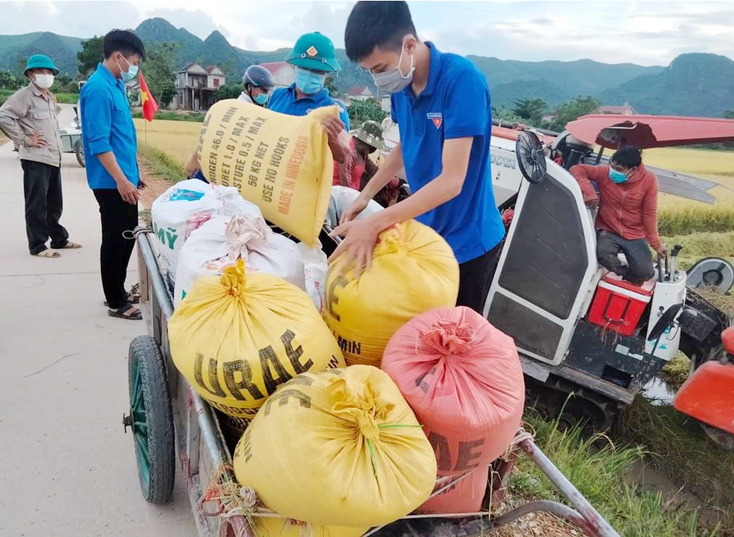 Lực lượng đoàn viên thanh niên xã Mai Hóa giúp người dân vùng phong tỏa gặt lúa.