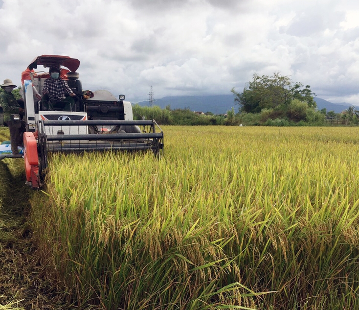 TT. Hoàn Lão huy động máy gặt lúa giúp các gia đình đang thực hiện biện pháp CLTT.