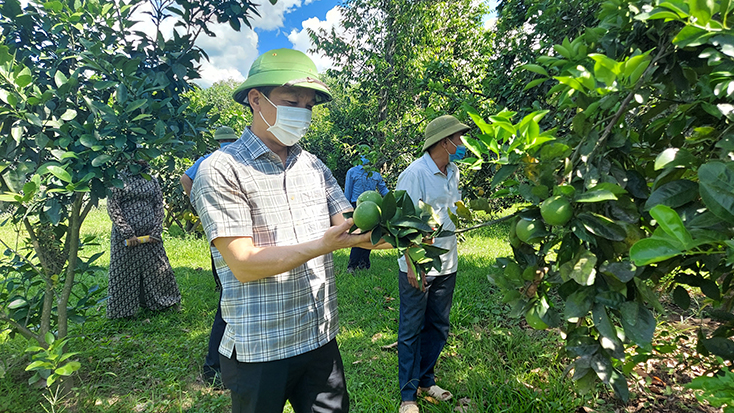 Lãnh đạo huyện Tuyên Hóa kiểm tra mô hình bưởi Phúc Trạch của người dân công giáo ở xã Thanh Thạch.