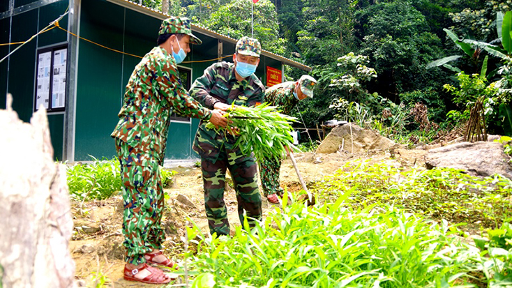 Cán bộ chiến sỹ Đồn Biên phòng cửa khẩu quốc tế Cha Lo trồng rau xanh cải thiện bữa ăn hàng ngày để chống dịch Covid-19.      