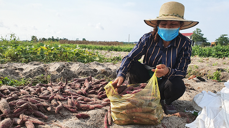 Bà con nông dân xã Thanh Thủy thu hoạch khoai lang.