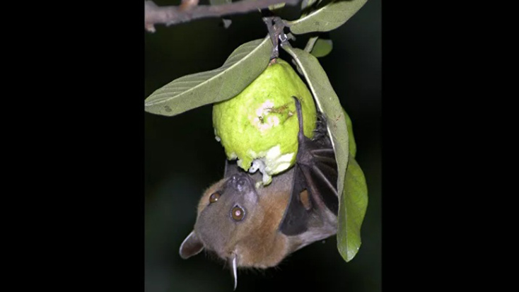 Dơi ăn ổi ở Siliguri, Ấn Độ. Loài dơi có thể mang virus nipah nguy hiểm. Ảnh: AP