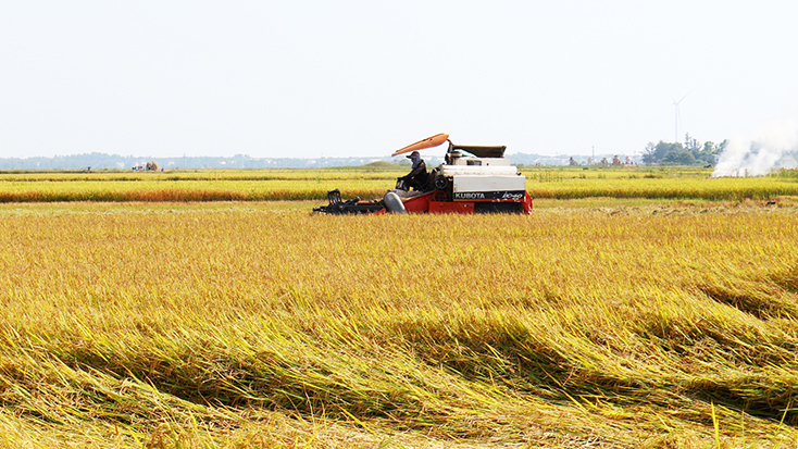 Huyện Quảng Ninh đang khẩn trương đẩy nhanh tiến độ thu hoạch lúa hè-thu.  