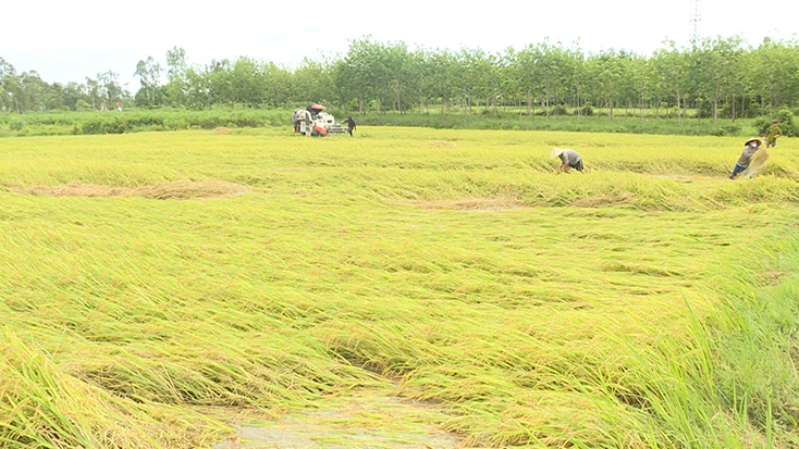 Người dân Bố Trạch đang tập trung thu hoạch nhằm giảm thiểu những tổn thất do mưa lũ gây ra.