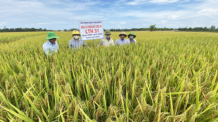 LTH31 là giống lúa chất lượng, có thời gian sinh trưởng ngắn, chống chịu sâu bệnh tốt.