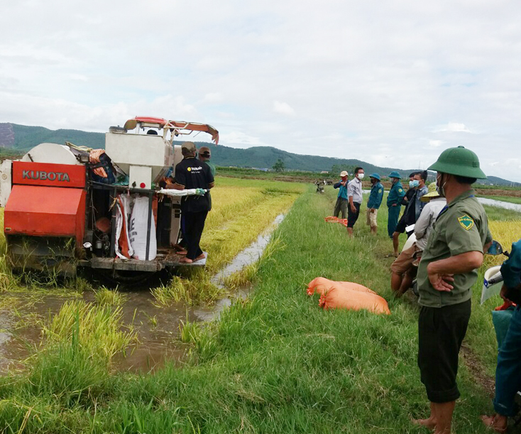 Bố Trạch huy động lực lượng giúp bà con thu hoạch diện tích lúa bị ngập nước.