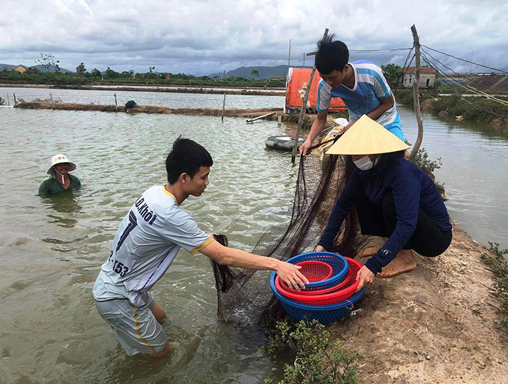 Người dân địa phương khẩn trương thu hoạch tôm để  