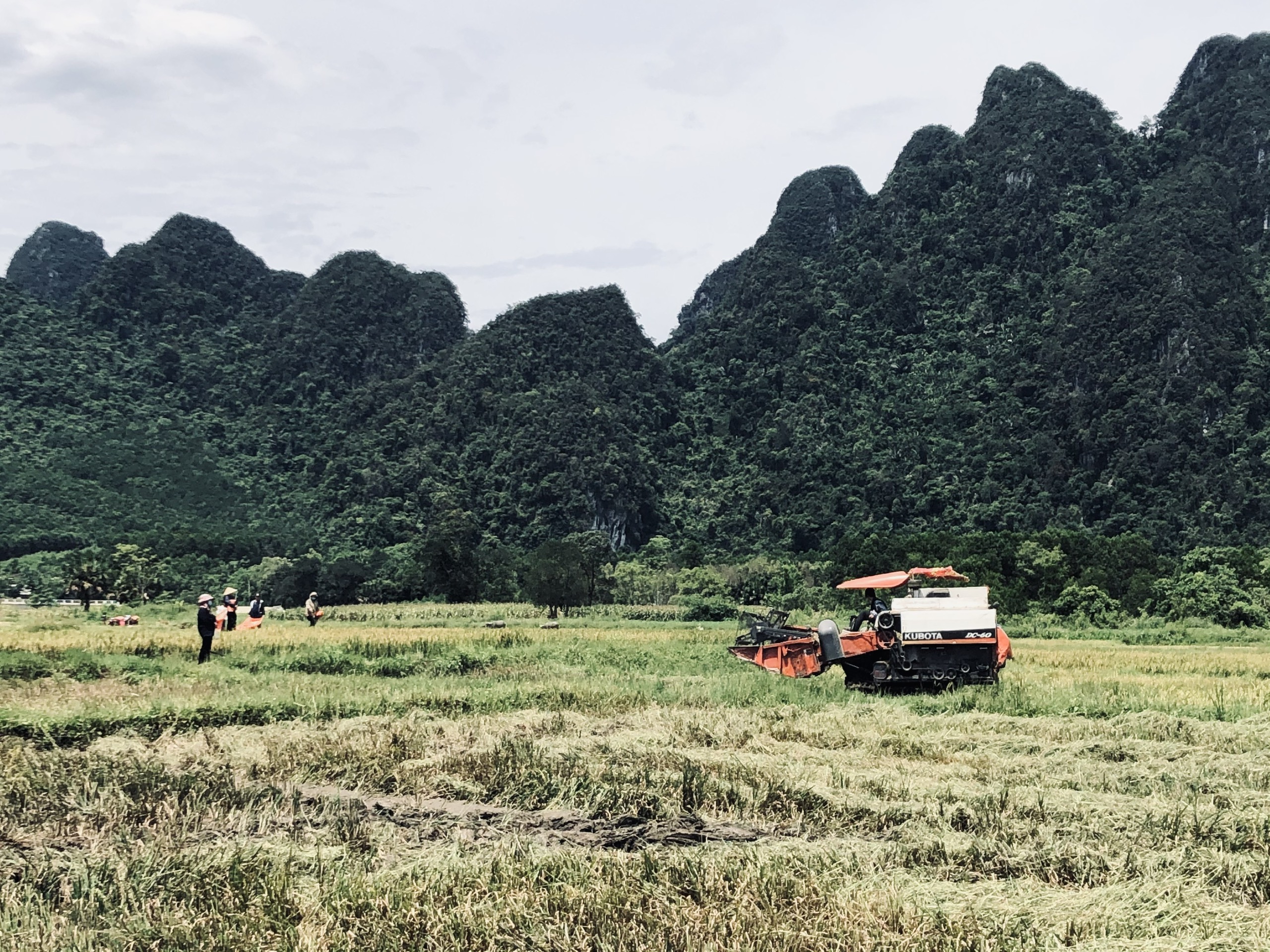 Người dân Minh Hóa chủ động thu hoạch lúa hè thu “chạy lũ, chạy dịch”.