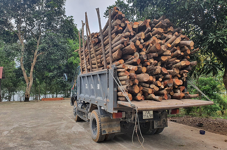 Tang vật của một vụ phá rừng ở huyện Quảng Ninh.