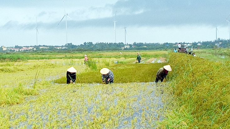 Nông dân xã Tân Ninh “chạy đồng” cứu lúa hè-thu.