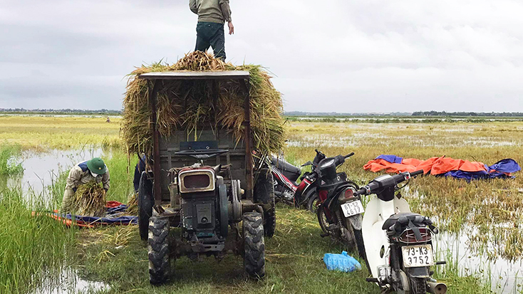 Vận chuyển lúa hè-thu.