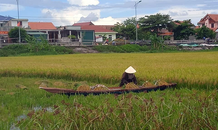 Người dân xã Võ Ninh (Quảng Ninh) khẩn trương thu hoạch diện tích lúa bị đổ ngã.