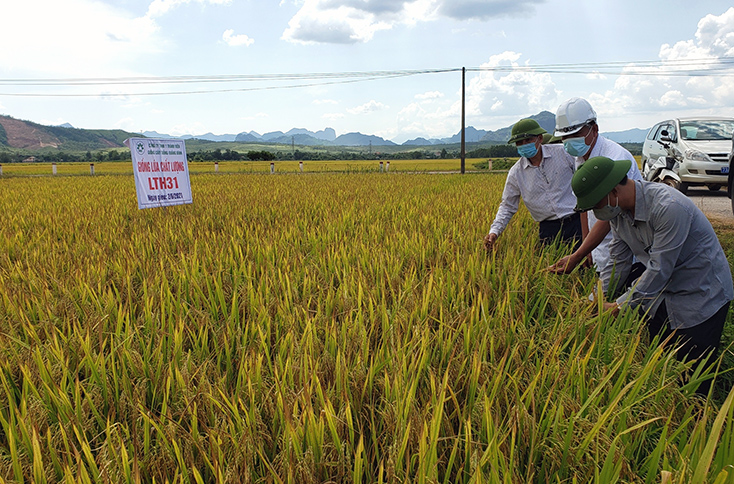 Vụ hè-thu 2021, nhiều giống lúa mới, chất lượng được đưa vào trồng thử nghiệm đem lại năng suất cao.