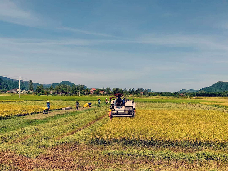 Với năng suất bình quân trên toàn tỉnh đạt 53 tạ/ha, vụ hè-thu 2021 được đánh giá là vụ mùa bội thu.