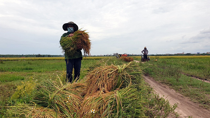 Người dân xã Lộc Ninh (TP. Đồng Hới) đang thu hoạch lúa  