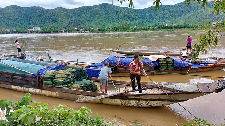 Người dân Thôn Thanh Tiến, xã Tiến Hóa di chuyển thuyền bè, lồng cá để tránh lũ
