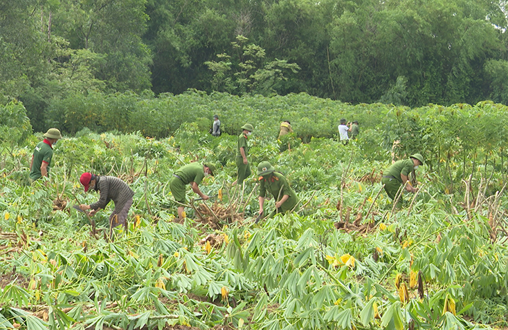 Hơn 20 cán bộ, chiến sỹ Công an huyện Bố Trạch tham gia giúp dân thu hoạch sắn.