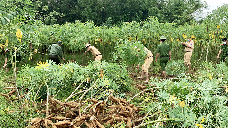 Cán bộ chiến sỹ Công an huyện Bố Trạch đang tiến hành thu hoạch sắn giúp người dân.