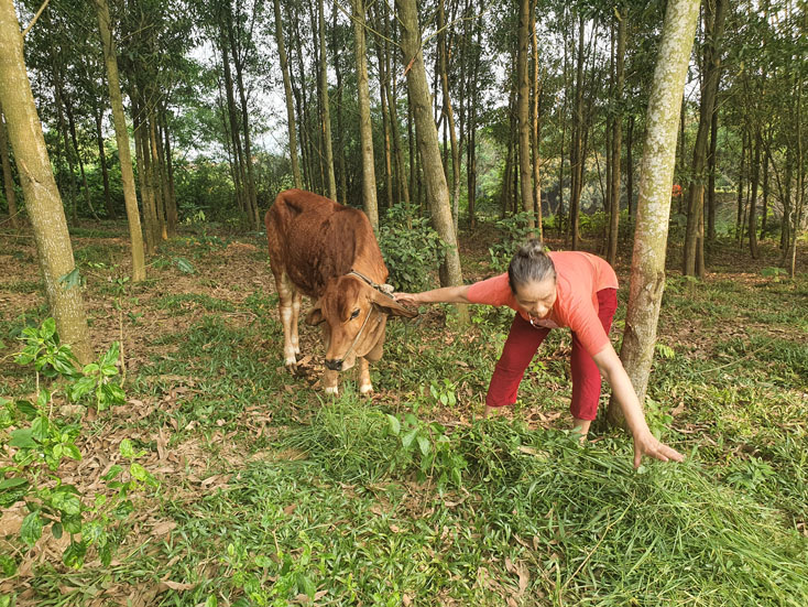 Người dân huyện Lệ Thủy đang chăm sóc một con bò mắc bệnh VDNC.