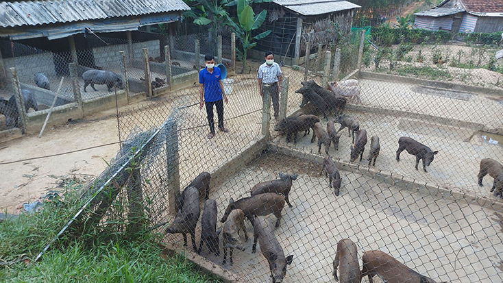 Mô hình nuôi lợn rừng của gia đình anh Cao Ngọc Hiến ở thôn 3 Kim Bảng cho hiệu quả kinh tế cao. 