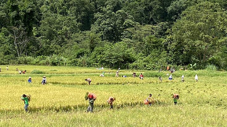 Cán bộ, chiến sỹ Đồn Biên phòng Cà Xèng giúp dân thu hoạch lúa tại cánh đồng Rục Làn.