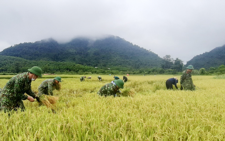 Đây là lần đầu tiên Đoàn Kinh tế-Quốc phòng 79 triển khai đội hình giúp đồng bào Vân Kiều thu hoạch lúa