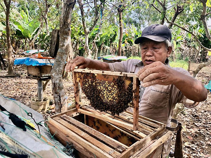 Từ nguồn vốn vay ưu đãi, nhiều hội viên nông dân đã phát triển mô hình nuôi ong lấy mật cho thu nhập cao.