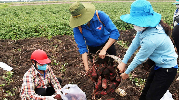 Đoàn viên, thanh niên hỗ trợ tiêu thụ nông sản tận vườn cho người dân tại xã Thạnh Hưng, huyện Giồng Riềng (Kiên Giang). Ảnh: TTXVN.