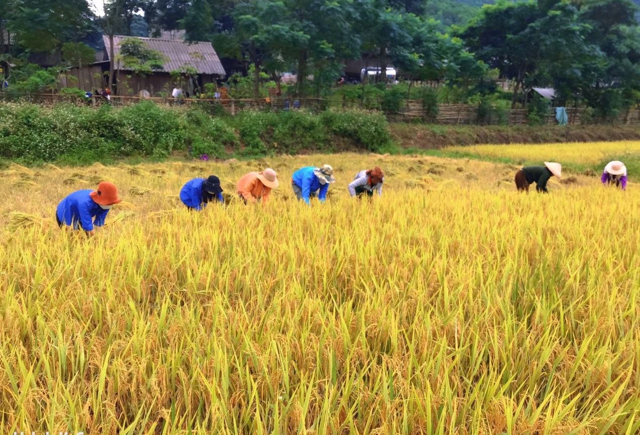 Giúp dân: Lực lượng “áo xanh” giúp người dân bản Ka Ai thu hoạch lúa.