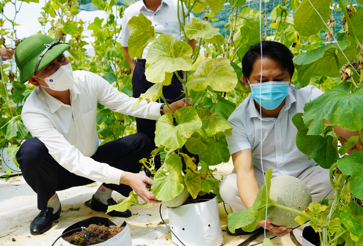 Đồng chí Chủ tịch UBND tỉnh Trần Thắng tham quan mô hình trồng dưa lưới của Trang trại nông nghiệp sạch công nghệ cao Ngọc Lan