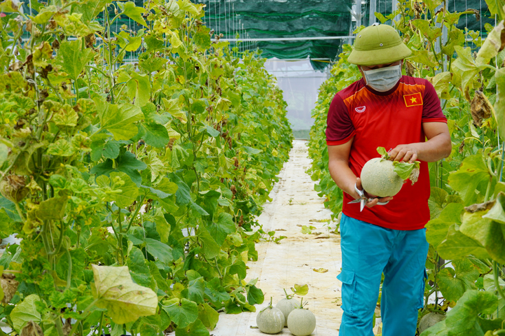 Mô hình nông nghiệp sạch áp dụng công nghệ cao tại xã Hòa Trạch, huyện Bố Trạch với sản phẩm dưa vàng và dưa lưới đã xuất bán được 500kg sau khi địa phương hết giãn cách.