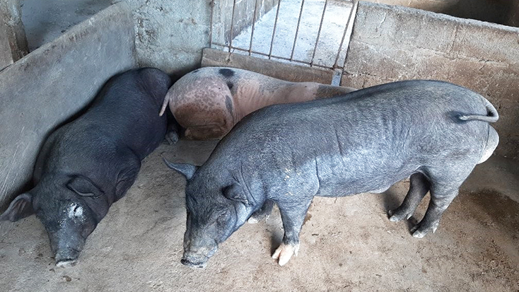 Đàn lợn của hộ gia đình ông Đinh Chí Quyết bị nhiễm bệnh dịch tả lợn châu Phi.     