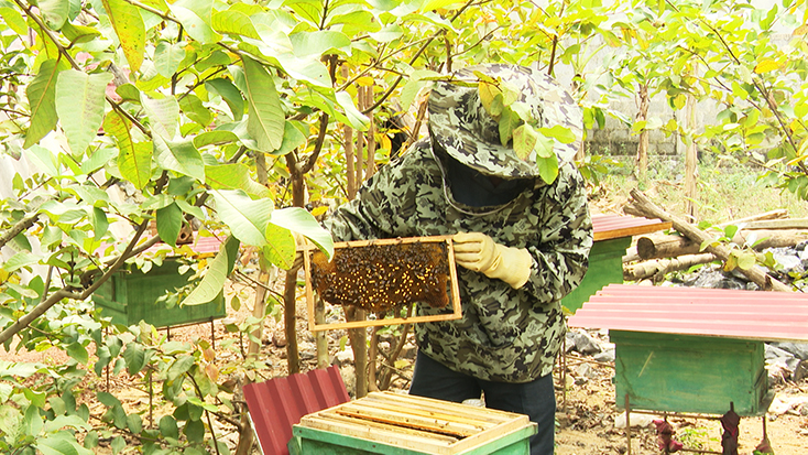 Mô hình nuôi ong lấy mật được nhiều trên địa bàn xã Phúc Trạch đầu tư nhân rộng.